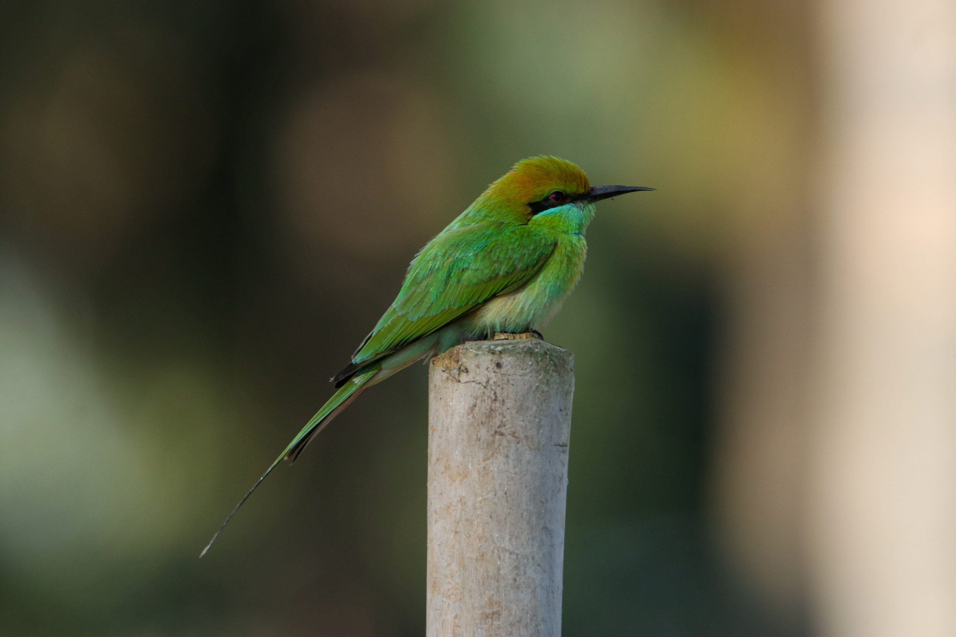 A vibrant green bee-eater bird perched on a wooden post with a blurred natural background.