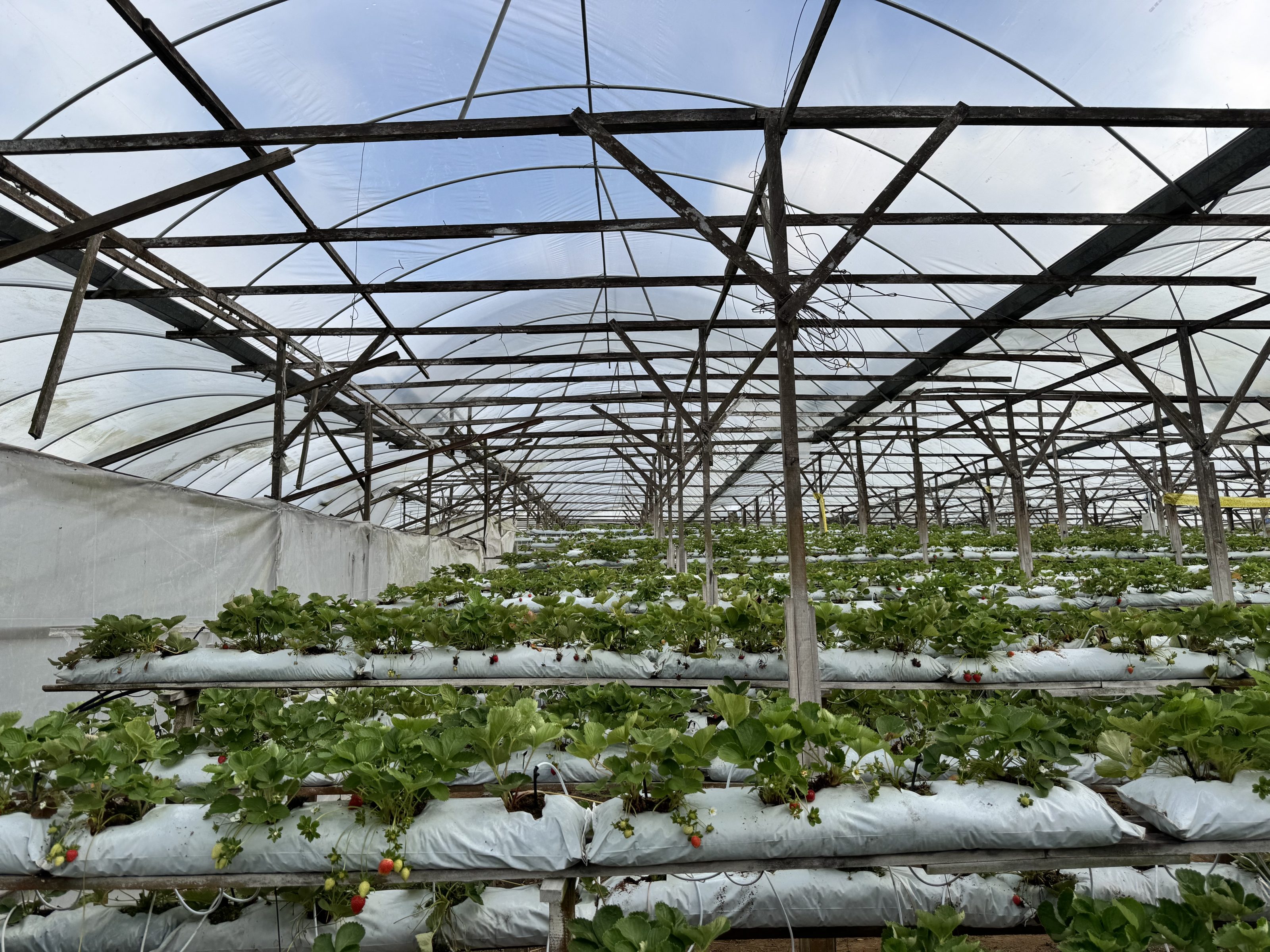Inside a large greenhouse, rows of strawberry plants grow in elevated white plastic growing bags, with a ripe red strawberry and several unripe green ones visible among large fan-shaped leaves, while deep pink roses bloom in the background beneath the transparent roof structure.
