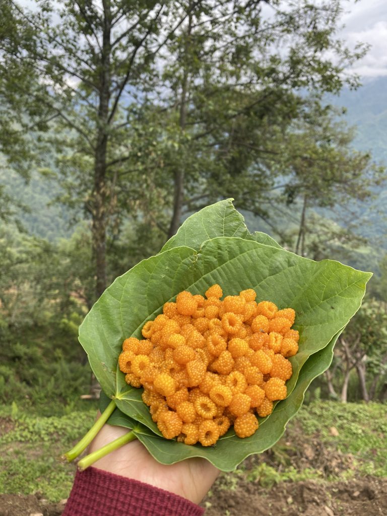 A hand holding a bundle of vibrant orange berries placed on green leaves, with a backdrop of lush trees and a mountainous landscape.