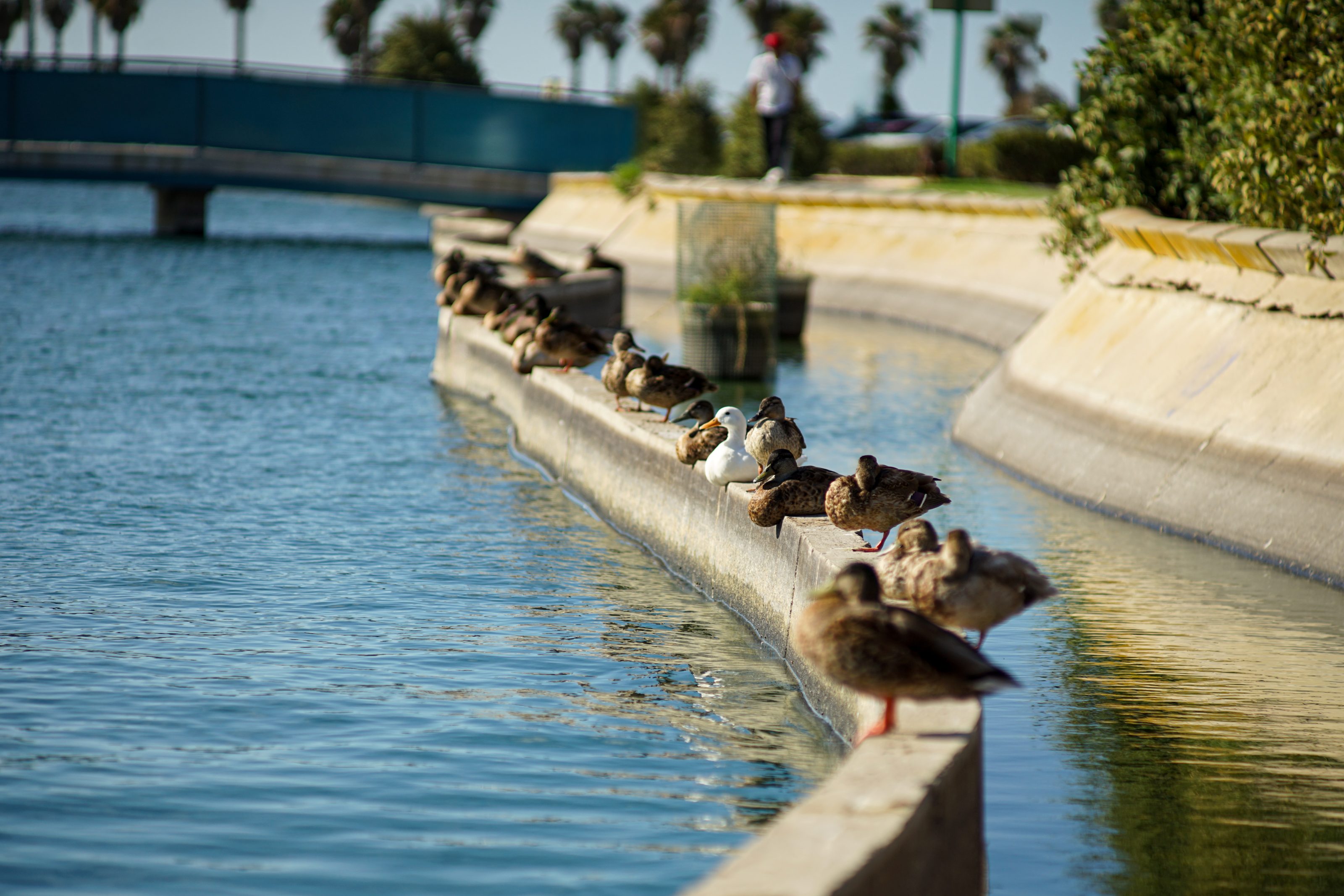 A row of ducks resting on the edge of a concrete barrier beside a canal, with a bridge and some palm trees in the background.