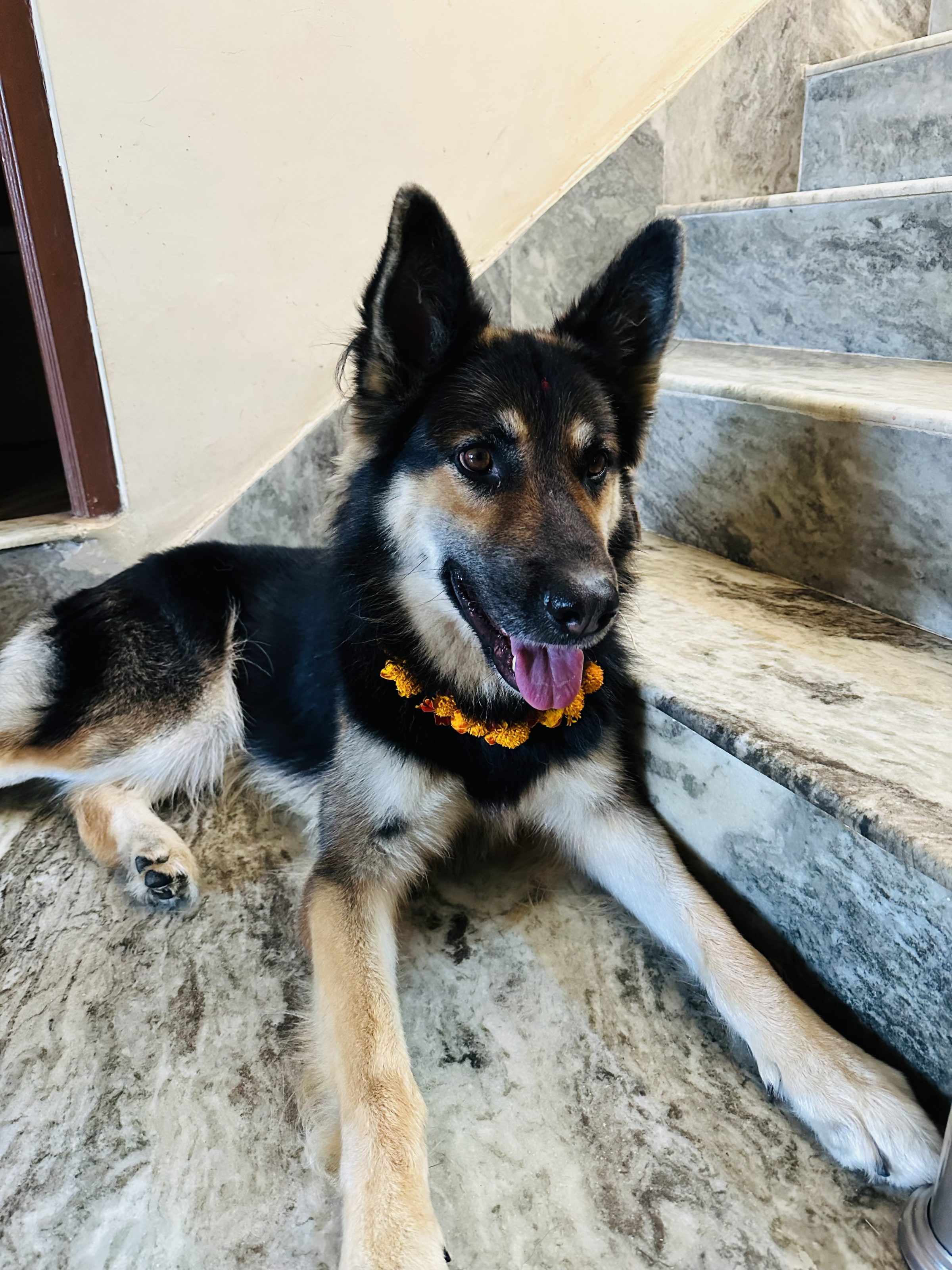 A German Shepherd with a marigold garland around its neck is sitting on marble steps, panting with its tongue out and facing the camera.