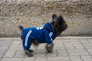 A small dog wearing a blue hoodie with white stripes stands on a paved walkway in front of a textured stone wall.