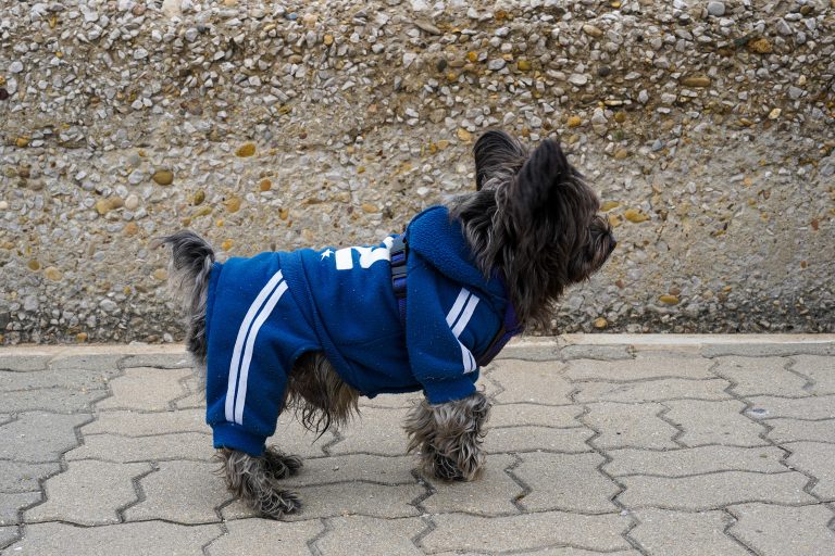 A small dog wearing a blue hoodie with white stripes stands on a paved walkway in front of a textured stone wall.