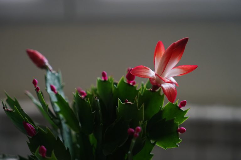 A close-up of a Christmas cactus plant with vibrant green leaves and red flower buds, one of which is blooming with pink and white petals.