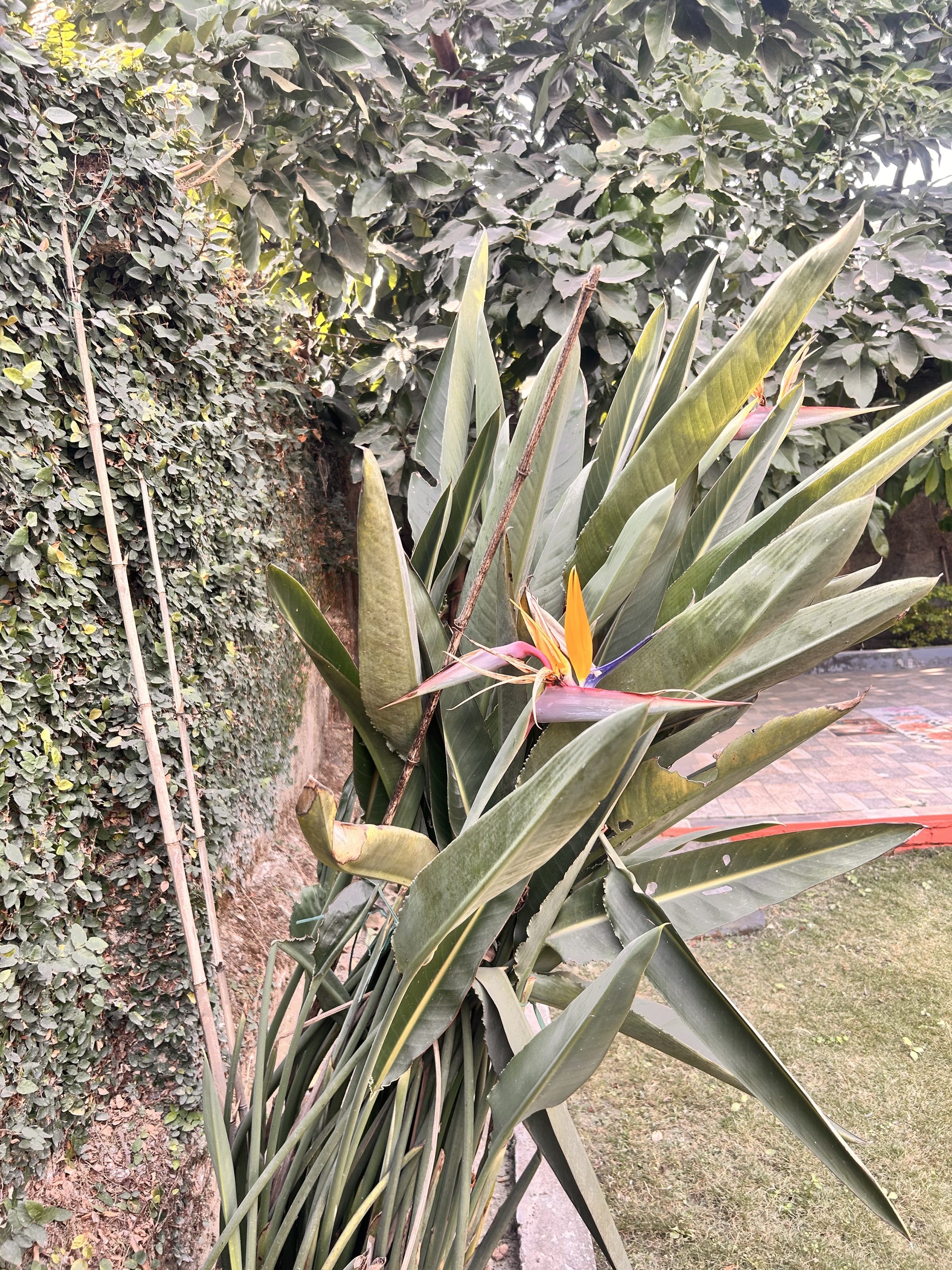 A lush garden with tall green plants featuring a striking bird of paradise flower with vibrant orange petals. The background includes dense foliage and a brick patio area on the right side.