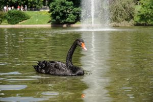 A black swan is swimming on a lake at Retiro park, Madrid. In the background, there is a water fountain and lush greenery. 