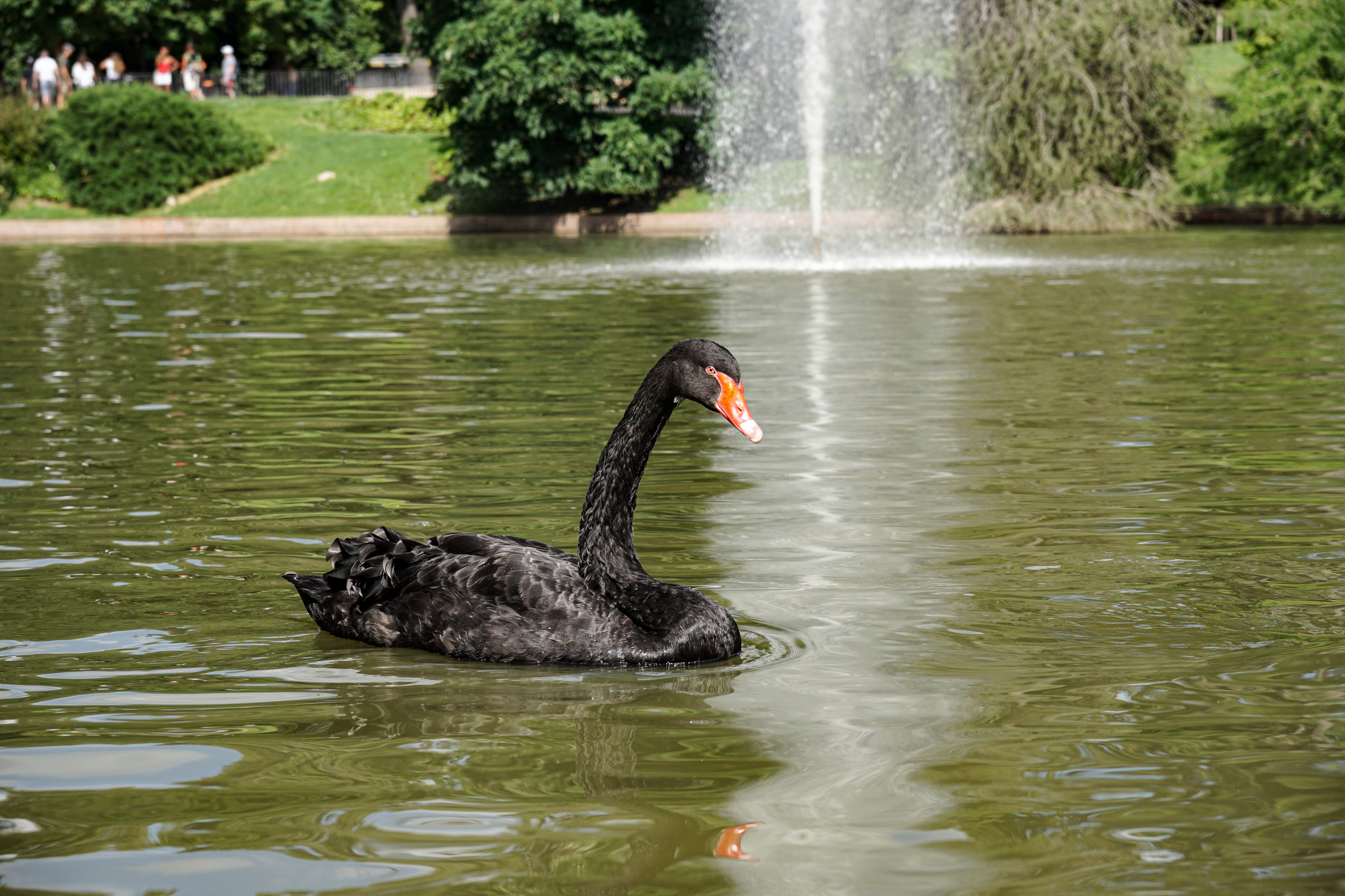 A black swan is swimming on a lake at Retiro park, Madrid. In the background, there is a water fountain and lush greenery.