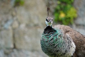 A close-up of a peahen with iridescent blue and green feathers on its neck and brown plumage on its body, standing in front of a blurred stone and foliage background.