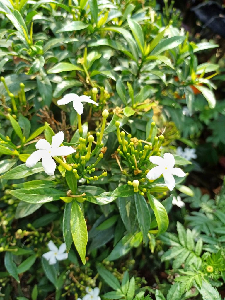 A close-up of a jasmine plant with glossy green leaves and several white star-shaped flowers blooming amidst small green buds.