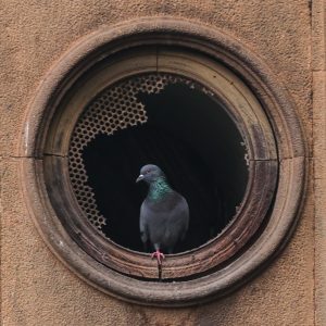 A pigeon perched inside a round, weathered stone opening on a building wall, with some damage to the metal mesh inside.