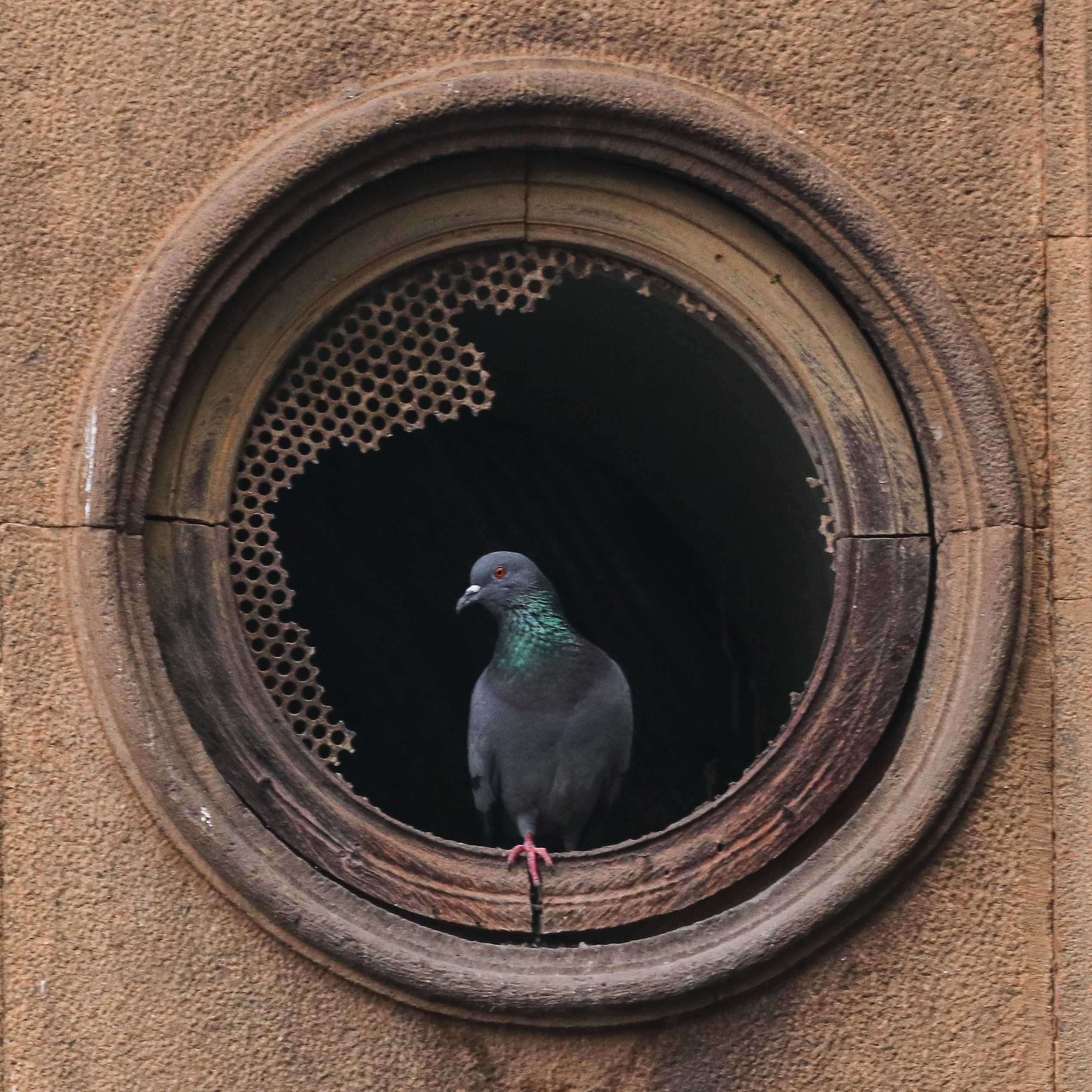 A pigeon perched inside a round, weathered stone opening on a building wall, with some damage to the metal mesh inside.