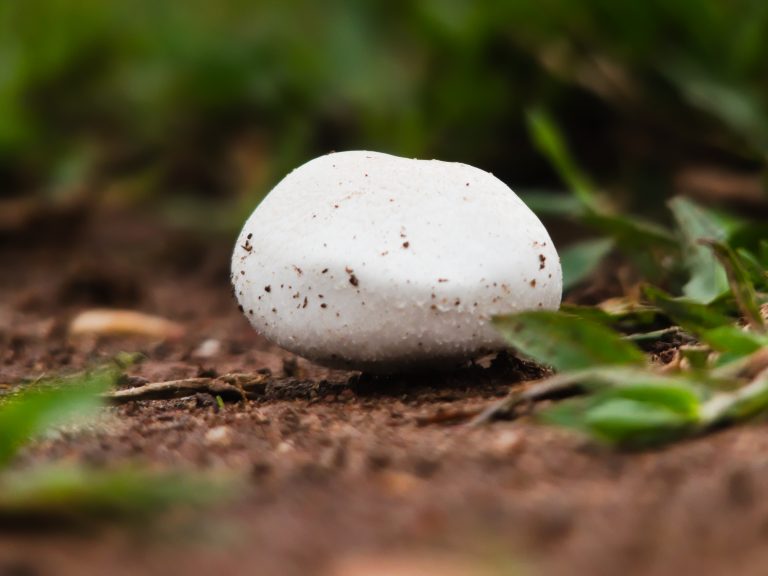 A close-up image of a small white mushroom growing in the soil, surrounded by green grass and leaves.