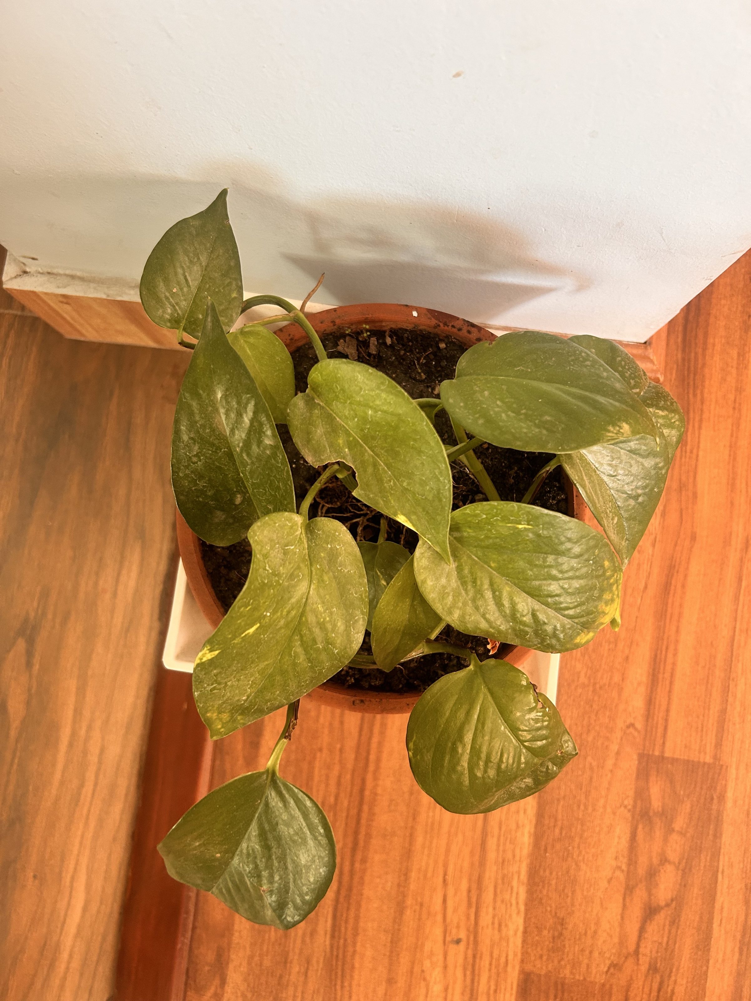 A money plant in a pot with green leaves.