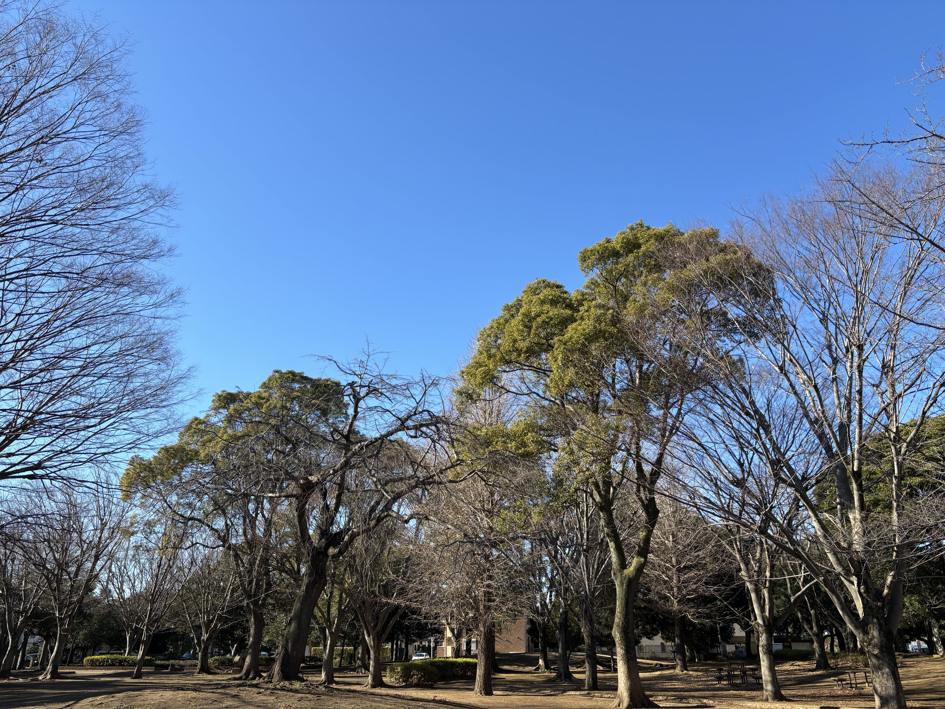 A park with several leafless trees, green foliage, and a clear blue sky overhead. The ground is bare, with some scattered sunlight filtering through the branches.