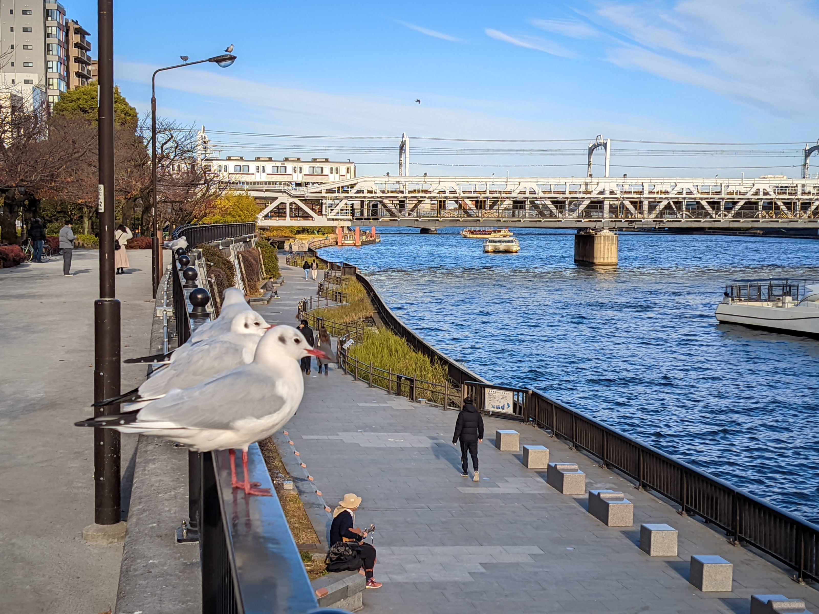 A group of seagulls in front of Sumida River