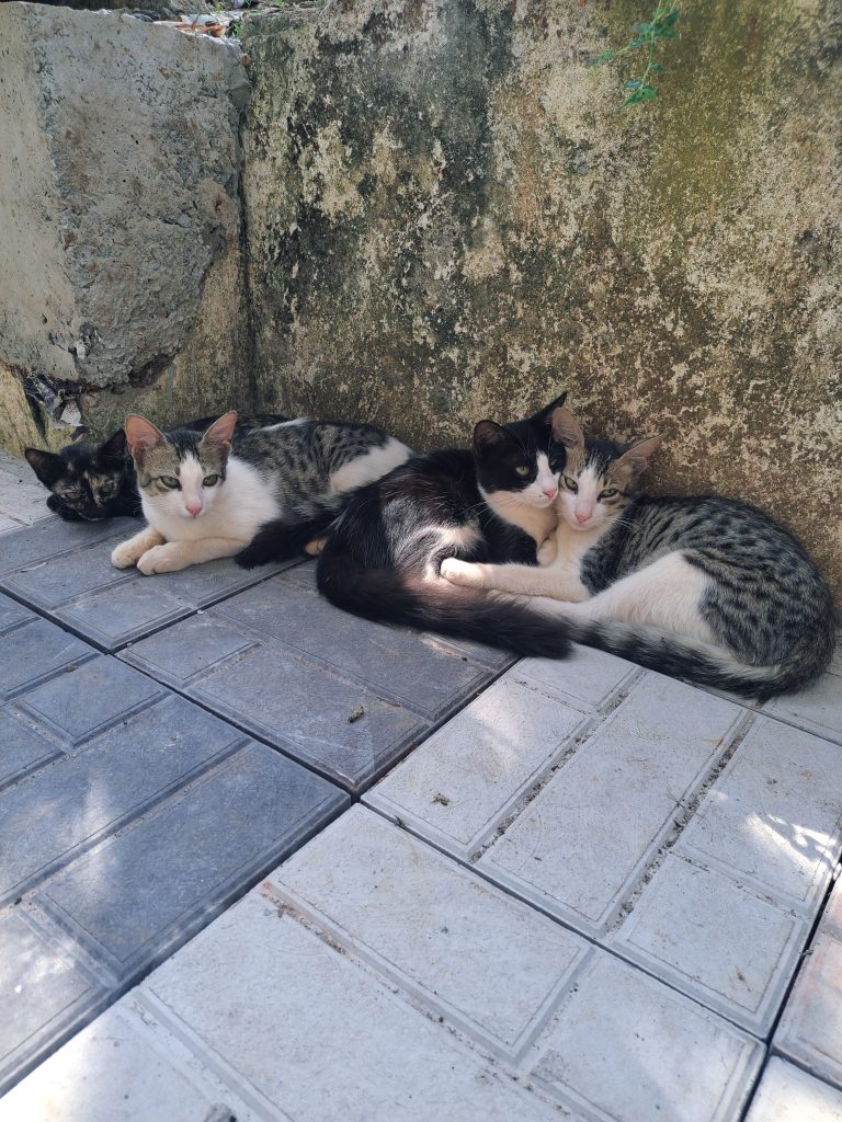 Four cats rest together on a paved area, basking in the sun.