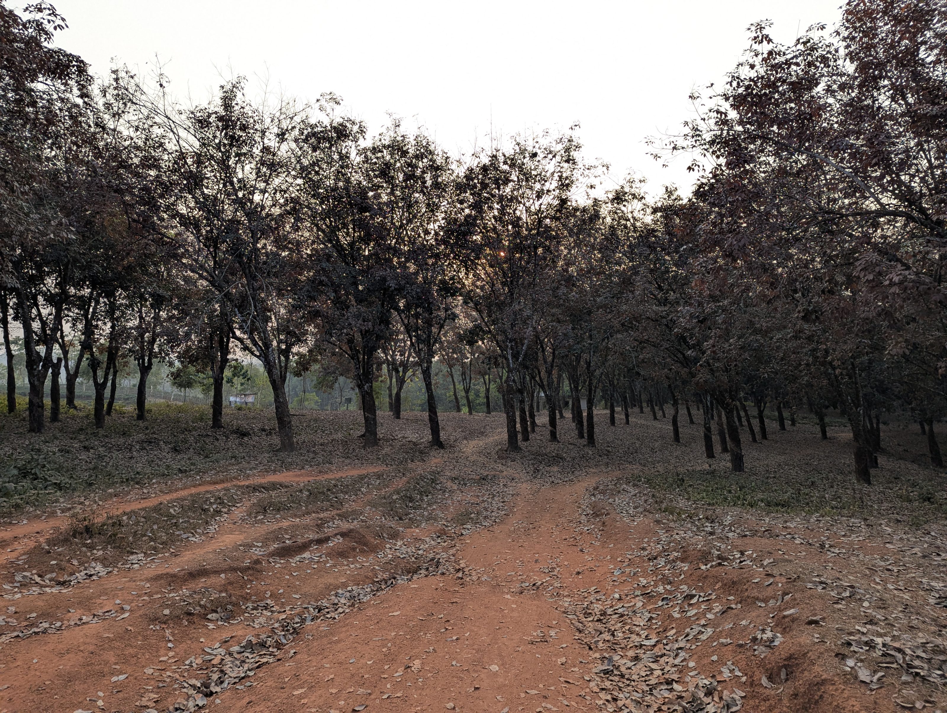 A dirt path winds through a forested area with numerous trees. The ground is covered with dry leaves, and the sky appears overcast, casting a subdued light over the scene.