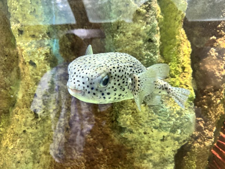 A spotted pufferfish swimming in an aquarium with rocky background.