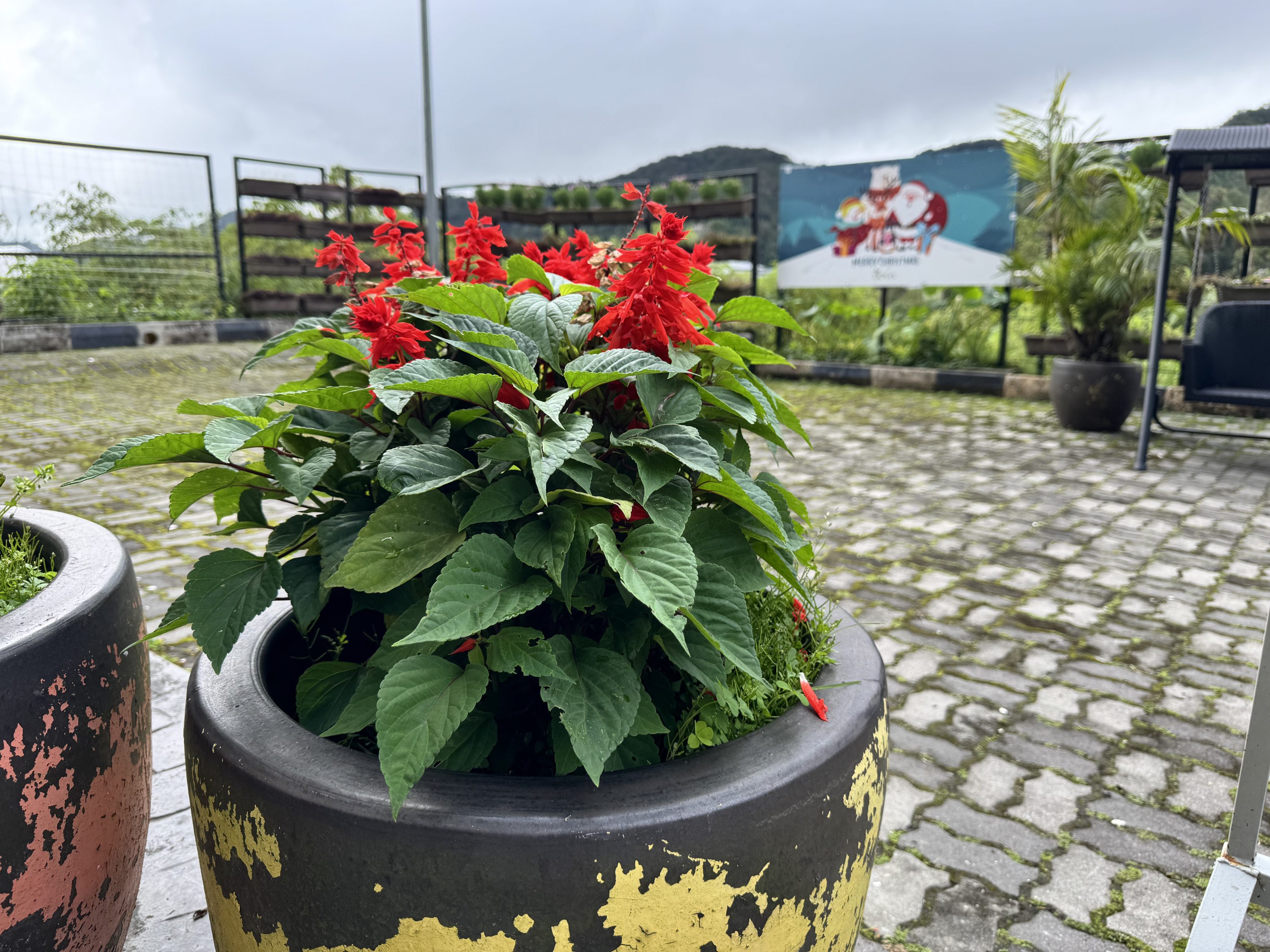 A bright red salvia plant with large leaves grows in a weathered black and yellow pot on a cobblestone patio, with garden trellises and a decorative wall mural visible in the background.