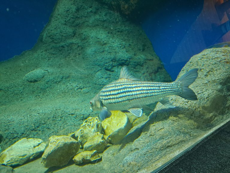 This photo captures a striped fish swimming gracefully in a large aquarium at an underwater park in Pattaya, Thailand. The fish has distinct horizontal black and silver stripes along its body