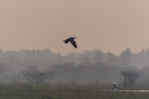 Two birds flying over a grassy field with a misty background and silhouetted trees in the distance during dusk or dawn.