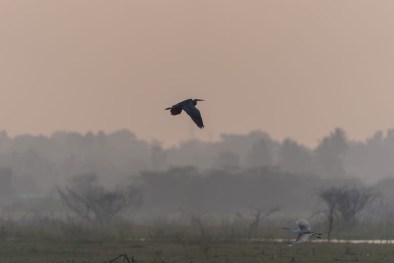 Two birds flying over a grassy field with a misty background and silhouetted trees in the distance during dusk or dawn.