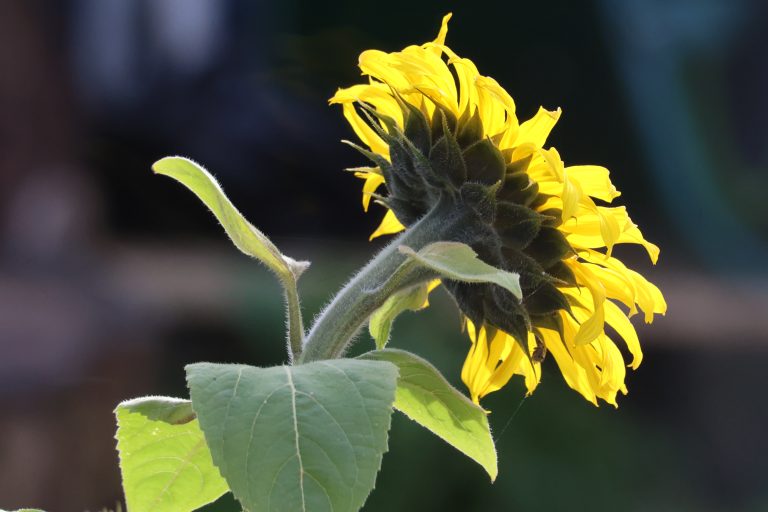 Sunflower with sunshine illuminating it