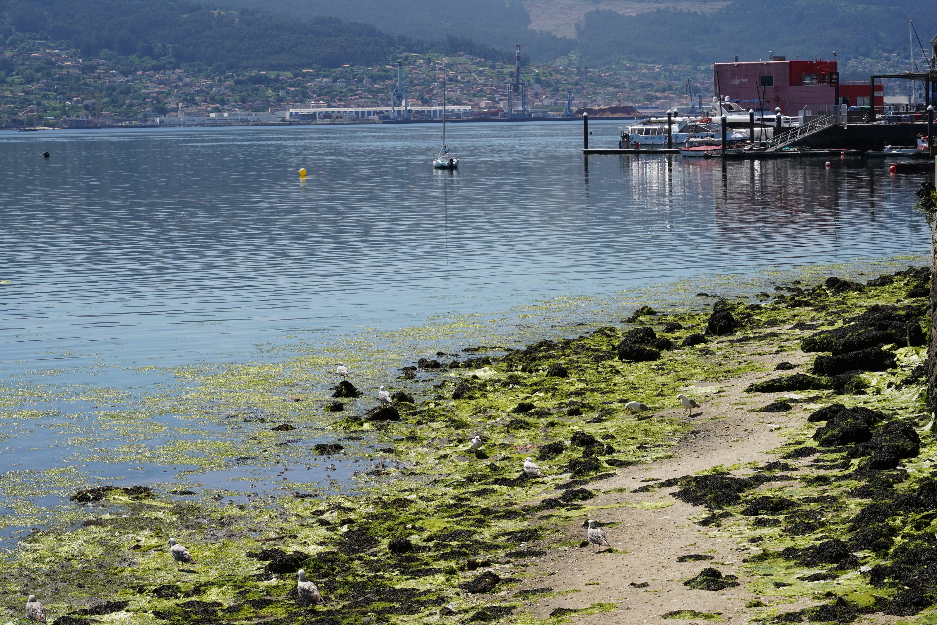 A calm coastal scene with a rocky shoreline covered in green seaweed. Several seagulls are scattered along the shore. The water is still, with reflections of nearby buildings and hills in the background. A boat is anchored in the distance, and a dock with buildings is visible on the right.