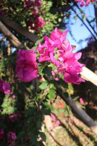 A close-up of vibrant pink bougainvillea flowers with green leaves, set against a background of lush foliage and a clear blue sky.