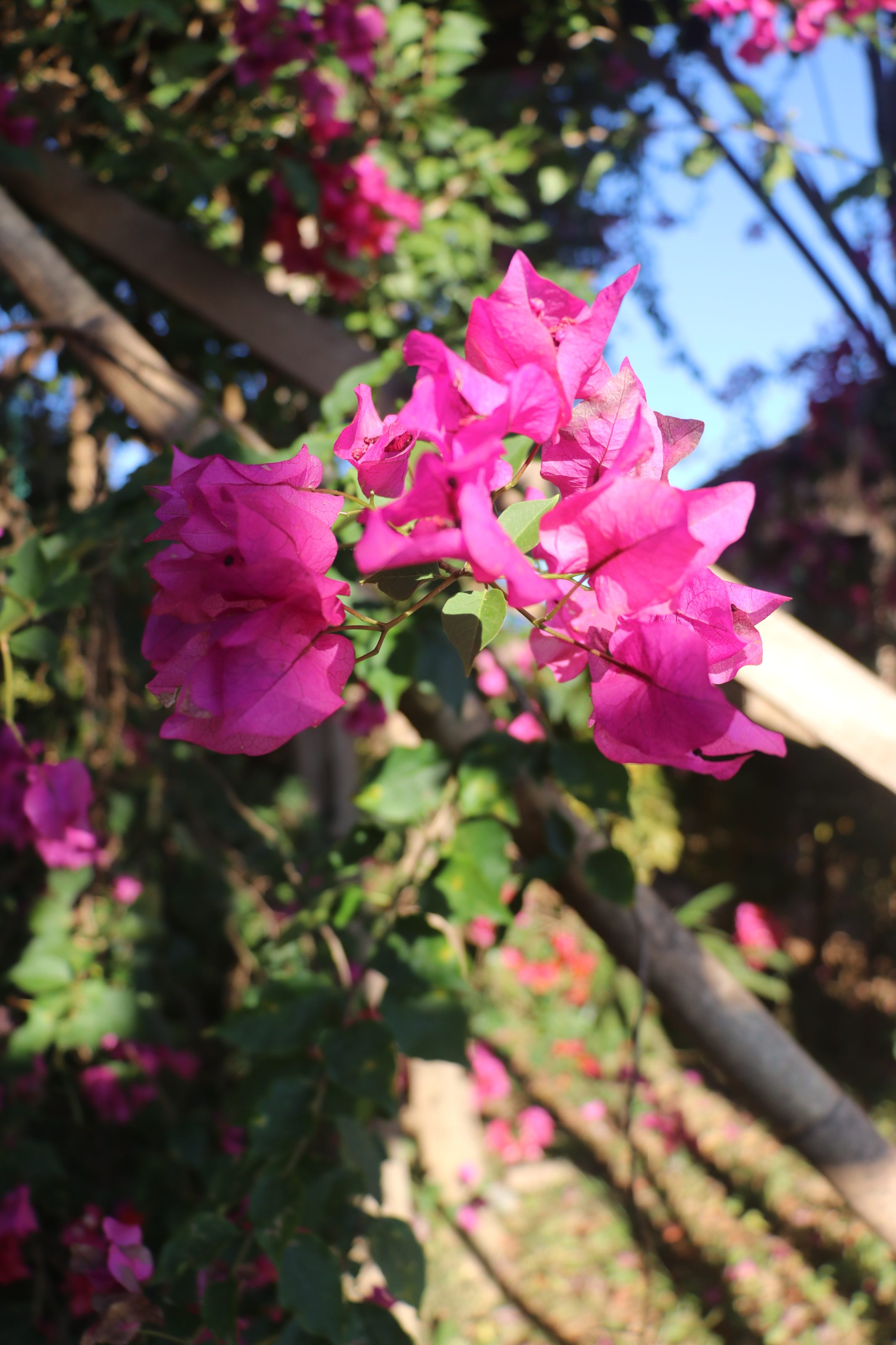 A close-up of vibrant pink bougainvillea flowers with green leaves, set against a background of lush foliage and a clear blue sky.