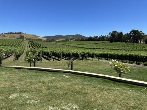 A lush vineyard stretches across rolling hills under a clear blue sky. Rows of grapevines are neatly aligned, with a few flowering bushes along the edge. Trees border the vineyard, enhancing the serene rural landscape.