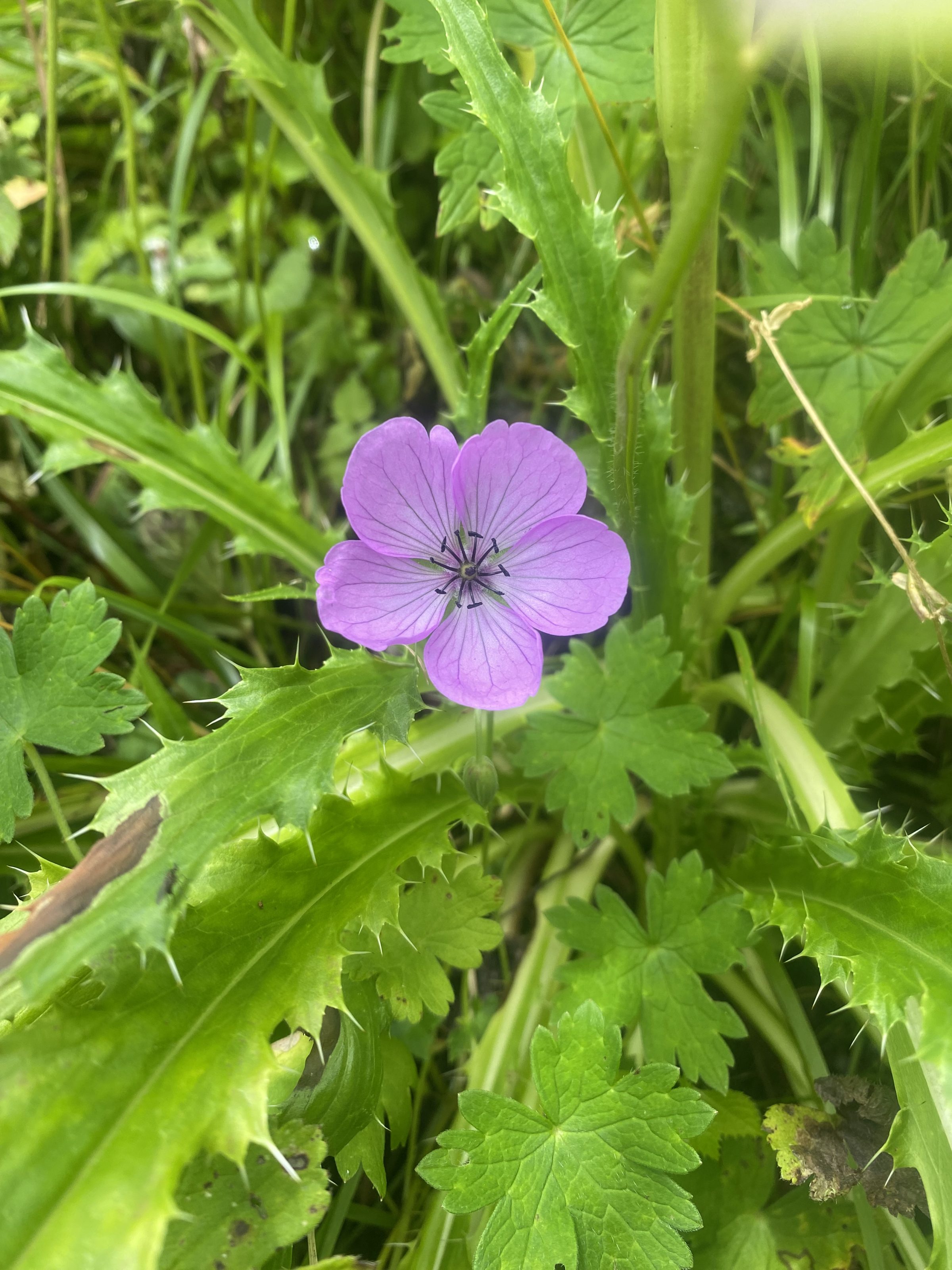 A single pinkish-purple flower with five petals is seen surrounded by bright green, serrated leaves in a lush garden setting.