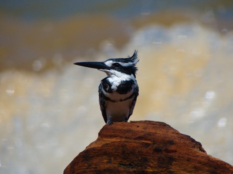 A black and white Kingfisher bird with a long beak perched on a rock, set against a blurred background of water.