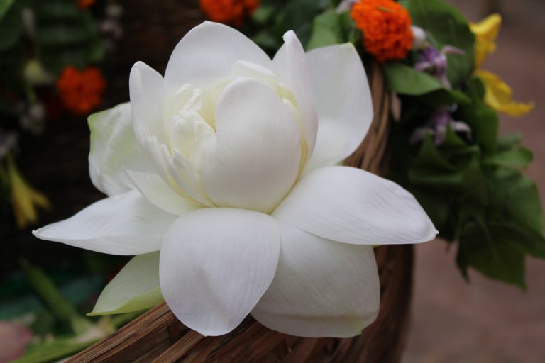 A close-up of a white lotus flower with soft, delicate petals. In the background, there are hints of green leaves and orange flowers, all set against a wicker basket.