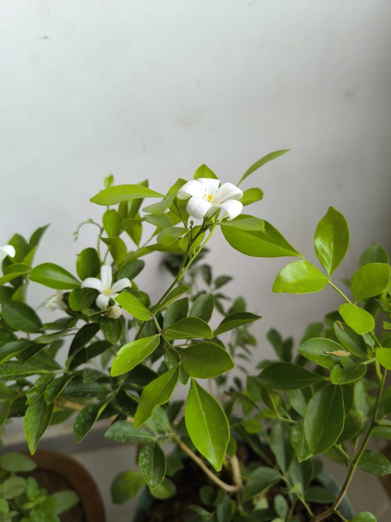 A close-up photo of a small white Madhumati flower with several pointed petals, surrounded by lush green leaves on a plant.