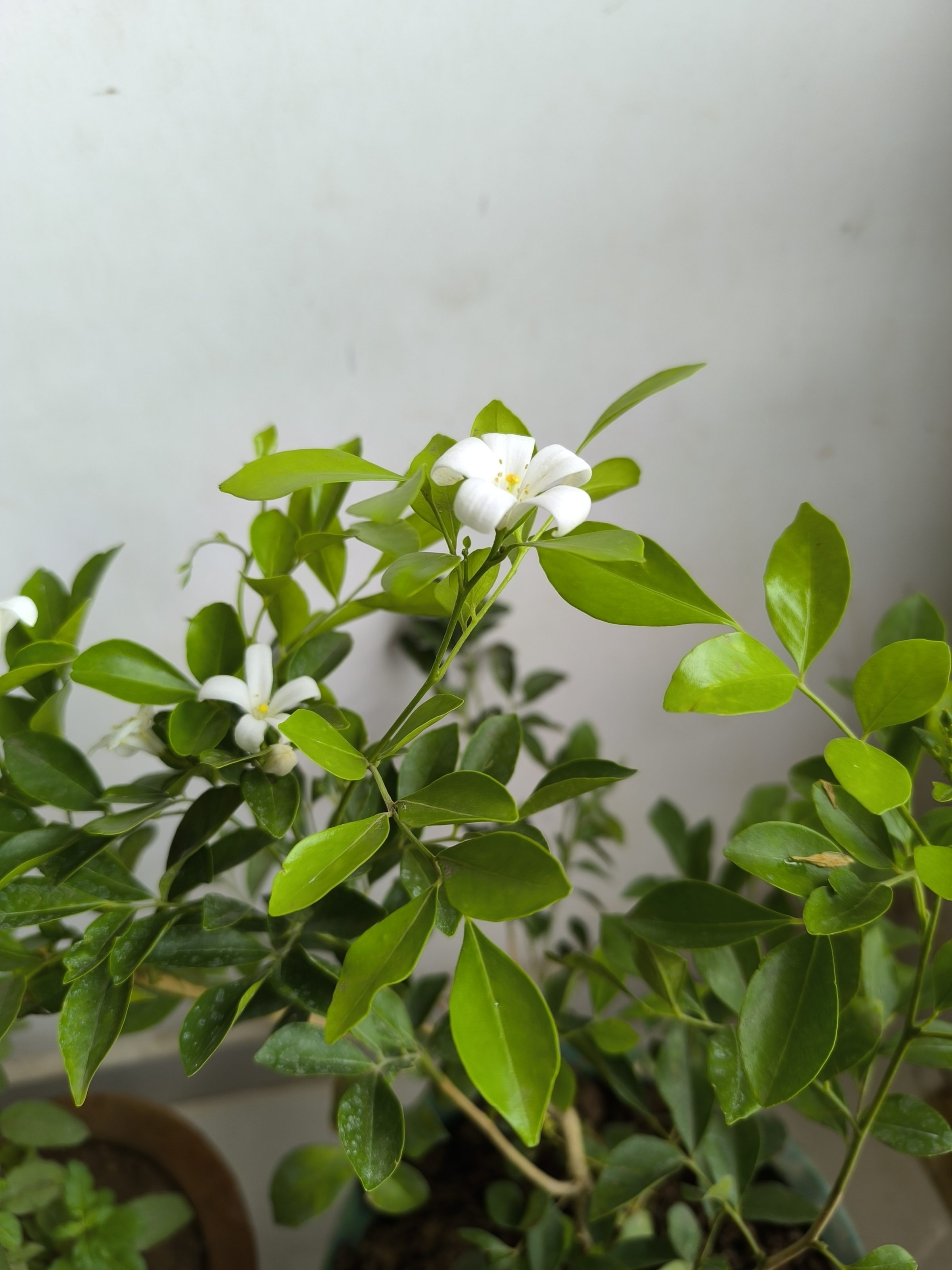 
A close-up photo of a small white Madhumati flower with several pointed petals, surrounded by lush green leaves on a plant.