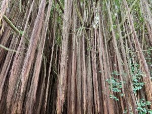 Long brown aerial roots hang off of a huge tree.