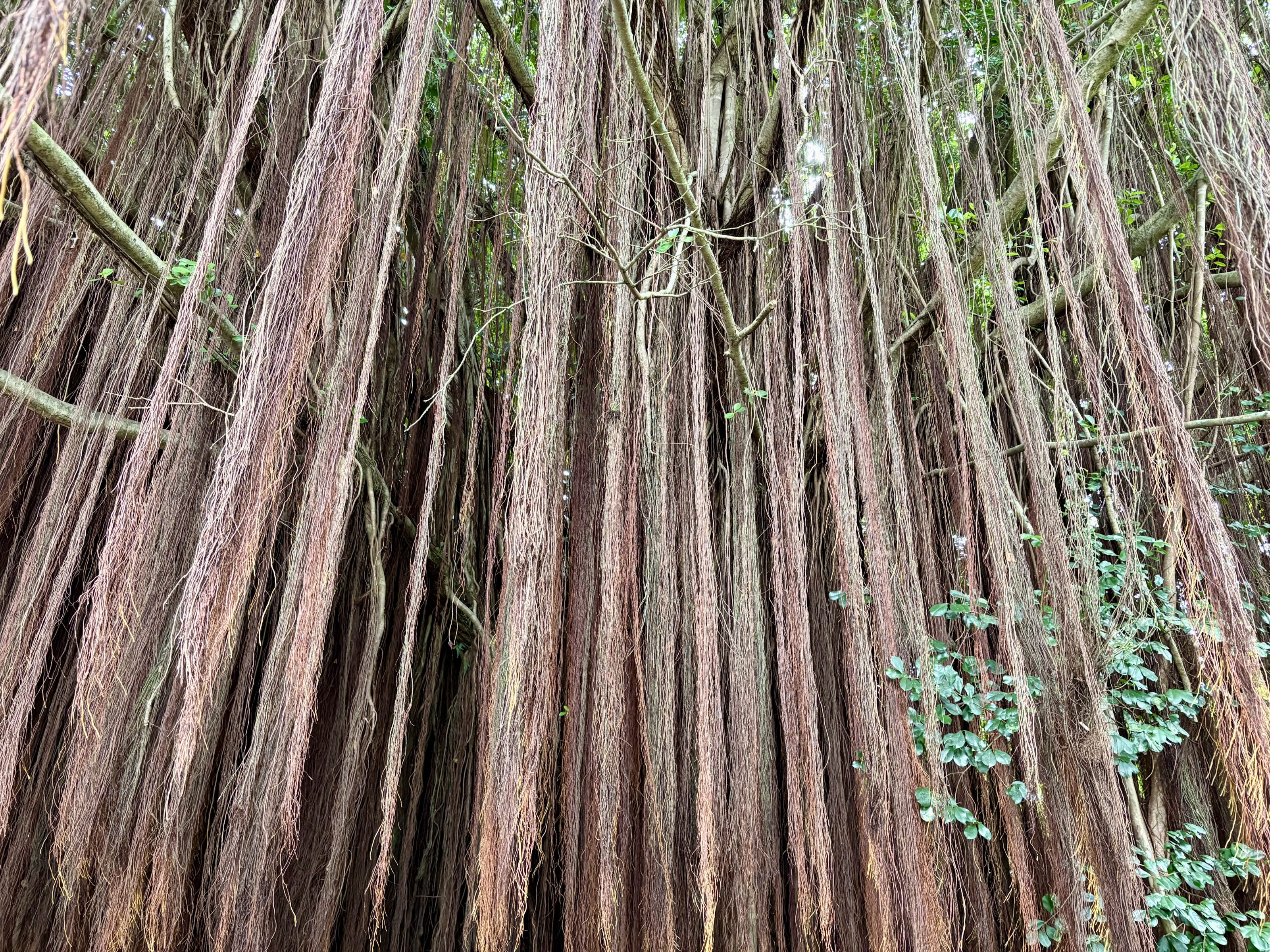 Long brown aerial roots hang off of a huge tree.