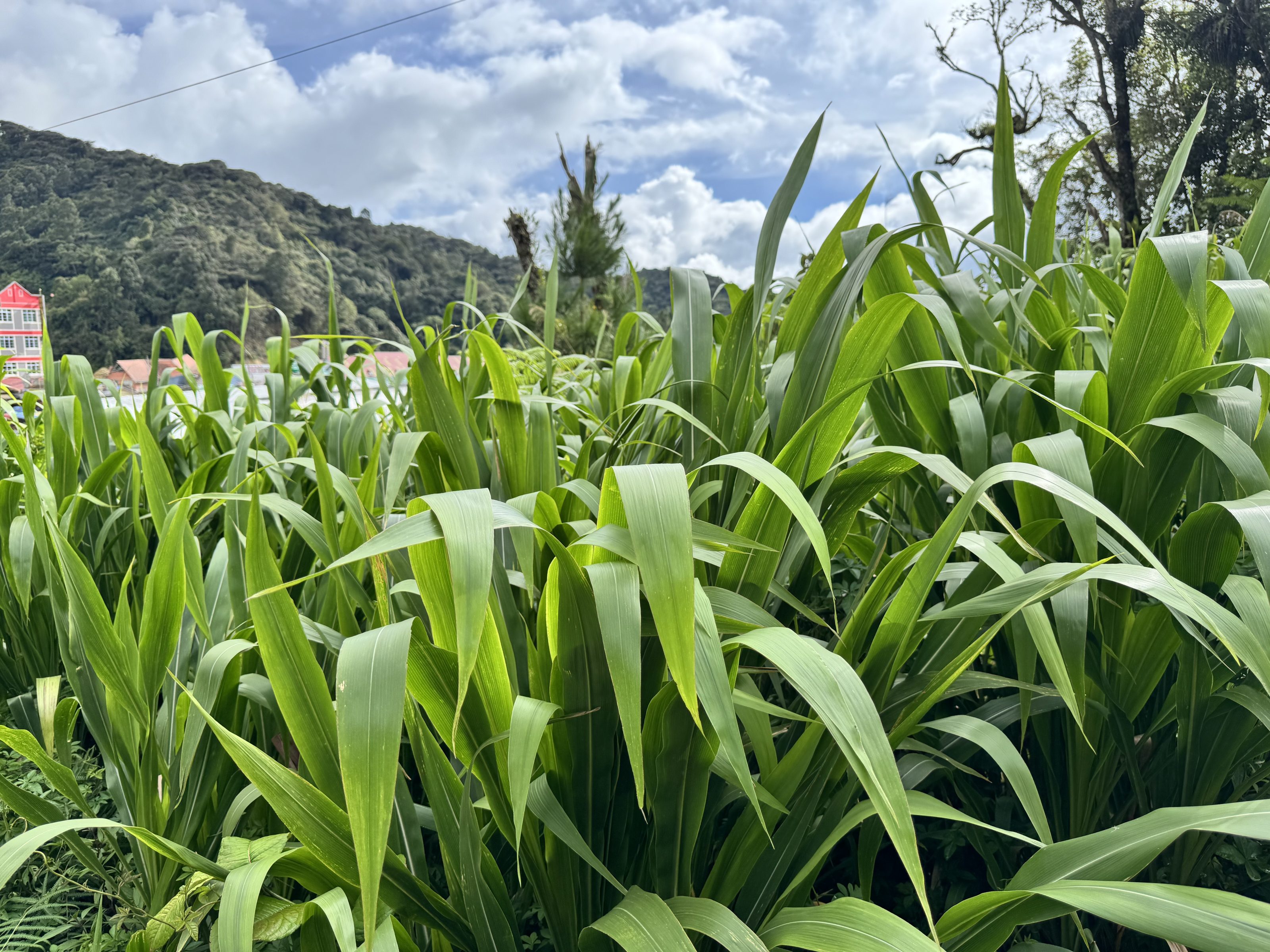 A field of tall corn plants with broad green leaves stretches across a hillside, with a pink-colored building visible in the background against a bright blue sky dotted with white clouds.