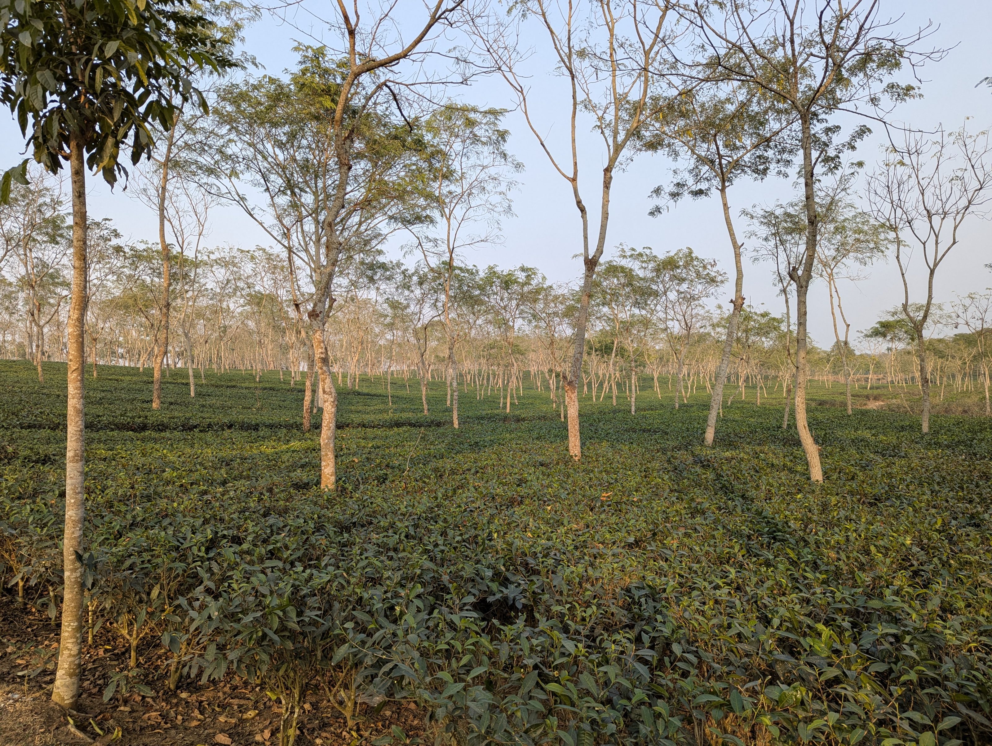 A vast tea garden in Sreemangal, Bangladesh, featuring rows of green tea plants and tall trees under a clear sky.