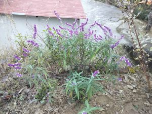 A bush with purple flowers and green leaves grows in a patch of soil. In the background, there is a cement structure and some dry grass. 