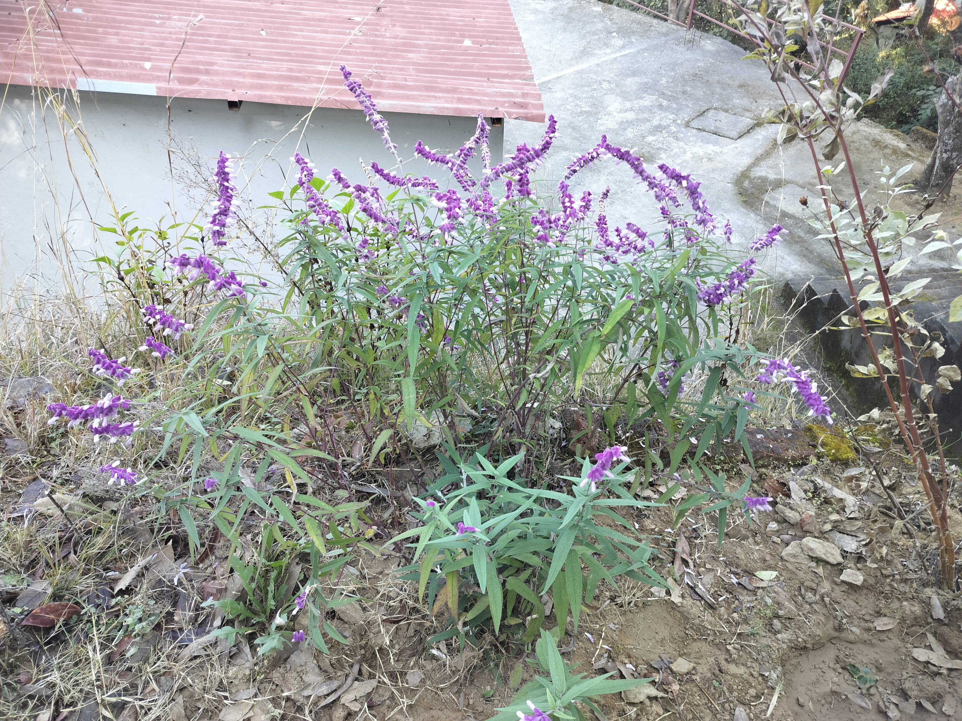 A bush with purple flowers and green leaves grows in a patch of soil. In the background, there is a cement structure and some dry grass.