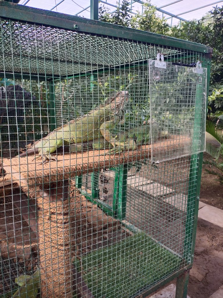 A green iguana inside a mesh enclosure, situated in a lush outdoor environment. The iguana is perched on a branch, surrounded by greenery and branches within the cage.