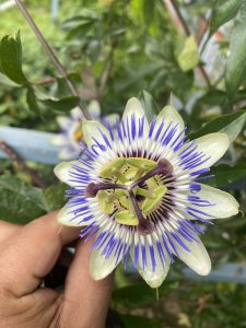 A close-up of a passionflower being held by a hand, featuring vibrant purple and white petals with a distinctive green and purple center. 