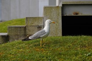 A seagull standing on a grassy area in front of concrete steps and a metal structure. 