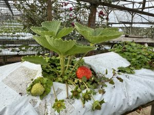 A strawberry plant grows in a greenhouse with large green leaves and both ripe red and unripe green strawberries, while pink roses bloom in the background against a white plastic-covered growing surface.