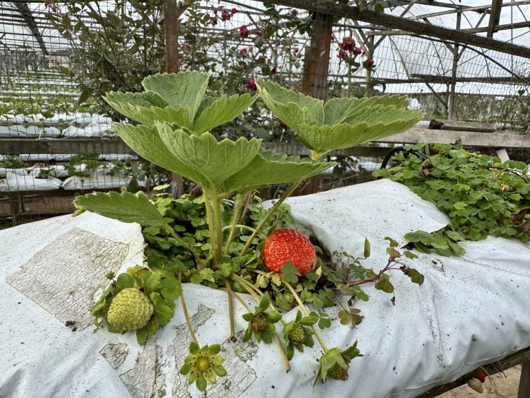 A strawberry plant grows in a greenhouse with large green leaves and both ripe red and unripe green strawberries, while pink roses bloom in the background against a white plastic-covered growing surface.