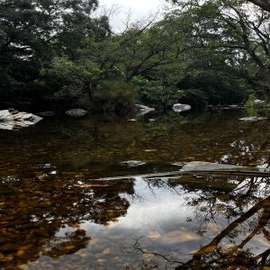 A serene natural scene featuring a clear, shallow stream with rocky bottom, reflecting the surrounding lush green trees and cloudy sky.