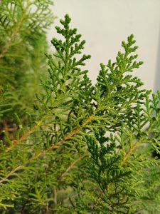 Close-up view of a green conifer branch on a foggy background.