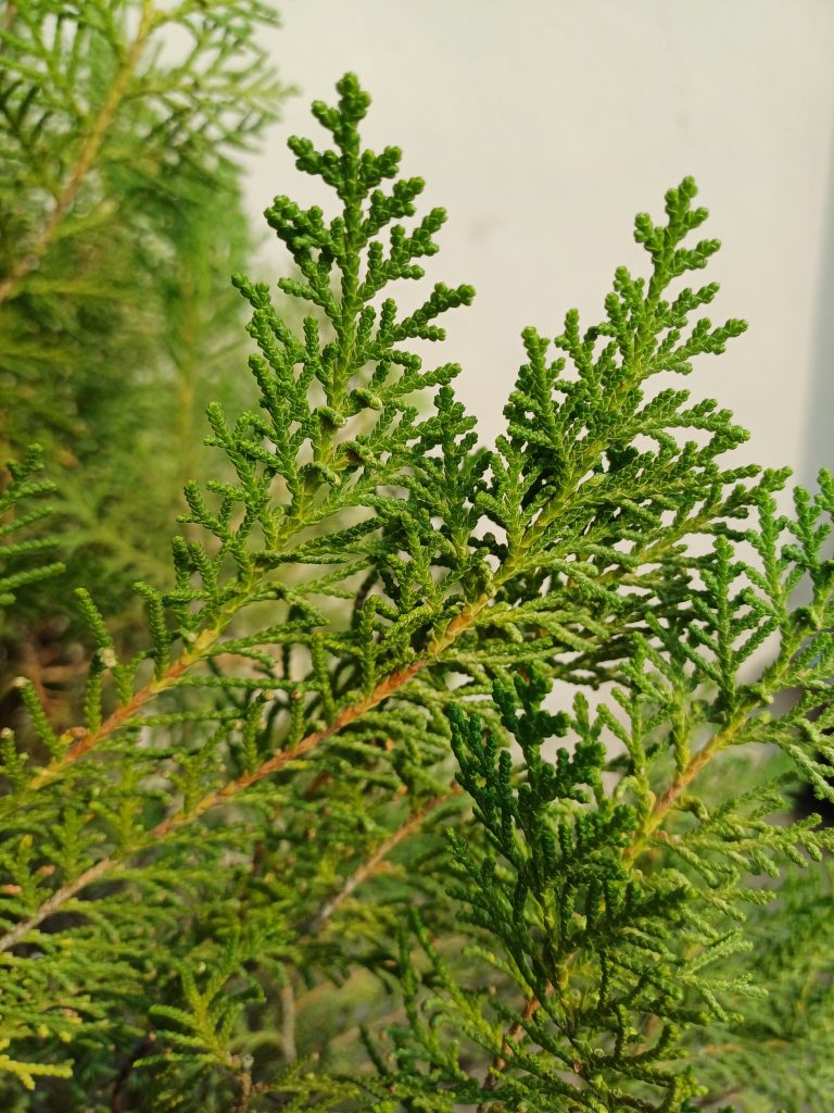 Close-up view of a green conifer branch on a foggy background.